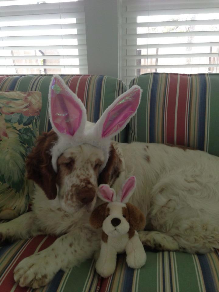 Bandit and Easter Bunny